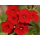 PHLOX ANNUAL RED 50 US SEEDS FRESH