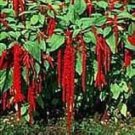 FLOWER LOVE LIES BLEEDING CRIMSON TASSLE 100 US SEEDS FRESH