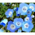 BABY BLUE EYES 100 SEEDS FRESH