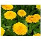 CALENDULA GOLDEN EMPEROR 50 US SEEDS FRESH