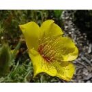 YELLOW BLAZING STAR MENTZELIA LINDLEYI FRESH 100 US SEEDS