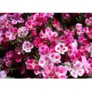 GODETIA FAREWELL TO SPRING 100 US SEEDS FRESH