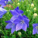 20 US SEEDS FRESH FLOWER BALLOON FLOWER