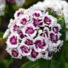 20 US SEEDS FRESH FLOWER SWEET WILLIAM