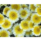 TIDY TIPS FLOWER 100 US SEEDS FRESH