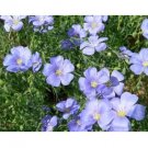 BLUE FLAX 100 US SEEDS FRESH