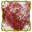 100 US SEEDS FRESH DEEP RED CARMINE BABYS BREATH