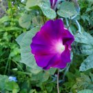 5 US SEEDS FRESH FLOWER PURPLE MORNING GLORY
