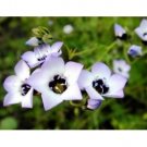 BIRDS EYES GILIA TRICOLOR 100 US SEEDS FRESH