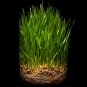100 US Seeds Cat Grass Rye Oat Barley Wheat Blend
