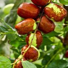 10 US seeds Jujube Fruit Tree superfruit Ziziphus