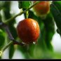 10 US seeds Jujube Fruit Tree superfruit Ziziphus