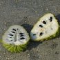 10 US Seeds Tree Custard Sugar Apple Annona Squamosa Non GMO Tropical Fruit Sweet
