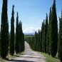200 us seeds Italian Cypress Cupressus sempervirens srtricta