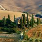 200 us seeds Italian Cypress Cupressus sempervirens srtricta