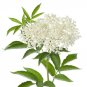Blue Elderberry Sambucus Caerulea 150 US Seeds