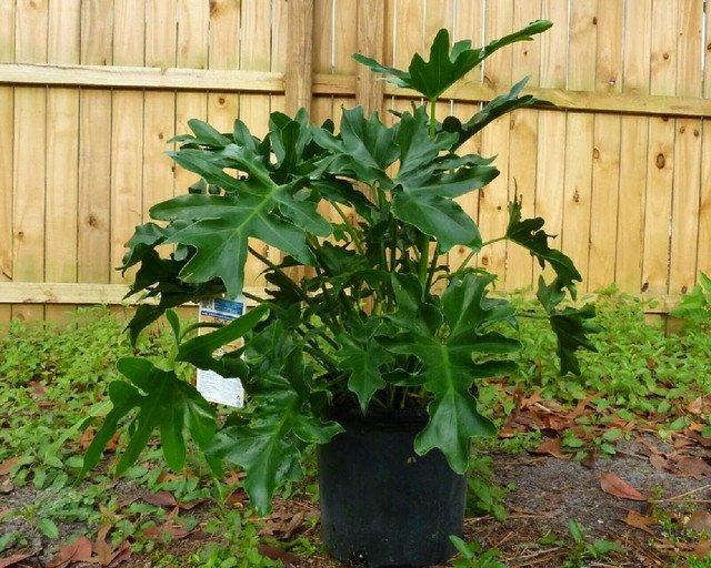 10 US seeds Split Leaf Philodendron selloum