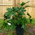 10 US seeds Split Leaf Philodendron selloum