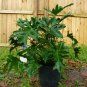 10 US seeds Split Leaf Philodendron selloum