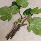 Brown Turkey  6in Cuttings Ficus carica Organic 6 US seeds