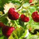 100 US seeds Alpine Strawberry Fragaria Vesca