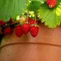 100 US seeds Alpine Strawberry Fragaria Vesca