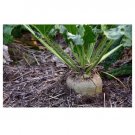 Heirloom SUGAR BEET 500 US SEEDS