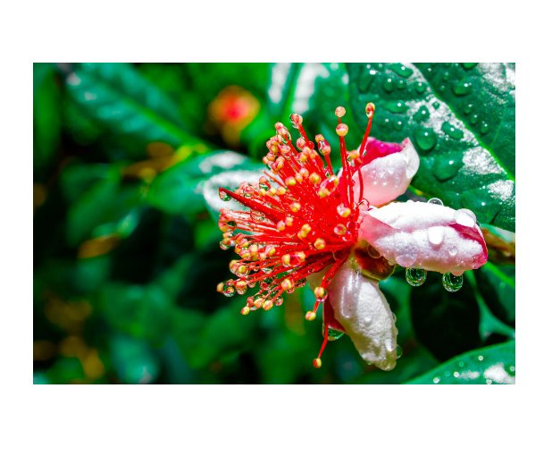 10 US seeds Dwarf Pineapple Guava tree Feijoa sellowiana