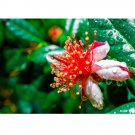 10 US seeds Dwarf Pineapple Guava tree Feijoa sellowiana