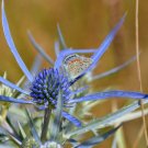 25 US seeds Blue Star Sea Holly Eryngium Planium