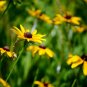 2500 US Seeds Black Eyed Susan Rudbeckia Hirta Flower Yellow