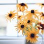 2500 US Seeds Black Eyed Susan Rudbeckia Hirta Flower Yellow
