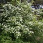 10 US seeds Wild Hawthorn Crataegus monogyna Organic