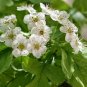 10 US seeds Wild Hawthorn Crataegus monogyna Organic
