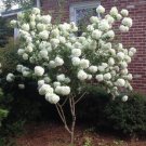 Chinese Snowball Viburnum ichangense 40 US seeds