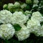 Chinese Snowball Viburnum ichangense 40 US seeds