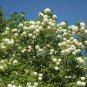 Chinese Snowball Viburnum ichangense 40 US seeds