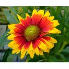 INDIAN BLANKET FLOWER Butterflies Perennial Wildflower Fire wheel 400 US SEEDS