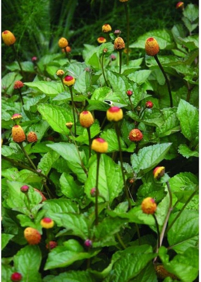 20 US seeds Toothache Plant Spilanthes acmella oleracea Organic