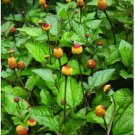 20 US seeds Toothache Plant Spilanthes acmella oleracea Organic