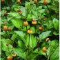 20 US seeds Toothache Plant Spilanthes acmella oleracea Organic