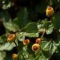 20 US seeds Toothache Plant Spilanthes acmella oleracea Organic