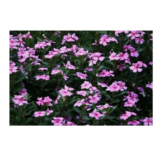 100 US Seeds Dwarf Pink Periwinkle Vinca Rosea Delicata Flowers