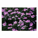 100 US Seeds Dwarf Pink Periwinkle Vinca Rosea Delicata Flowers