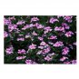 100 US Seeds Dwarf Pink Periwinkle Vinca Rosea Delicata Flowers