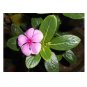 100 US Seeds Dwarf Pink Periwinkle Vinca Rosea Delicata Flowers