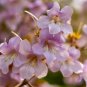 50 US seeds Princess Tree Paulownia tomentosa