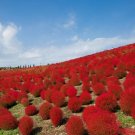 Burning Bush Kochia Trichophylla RED BUSH Patio 50 US Seeds