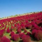 Burning Bush Kochia Trichophylla RED BUSH Patio 50 US Seeds