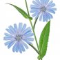 Chicory Blue Dandelion 1000 US Seeds